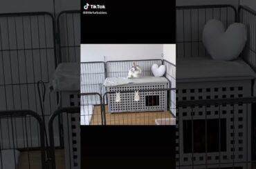 Cute Rabbit funny Videos #shorts #90