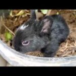 black cute bunny || #short