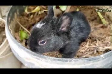 black cute bunny || #short