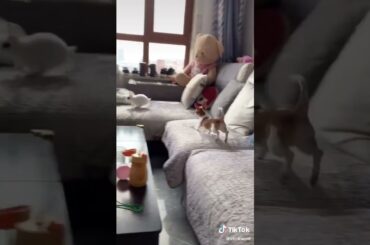 Cute Rabbit funny Videos #shorts #74