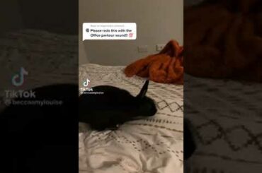 Cute Rabbit funny Videos #shorts #01