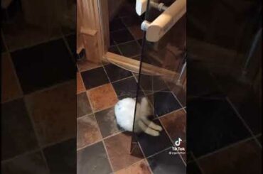 Cute Rabbit funny Videos #shorts #57