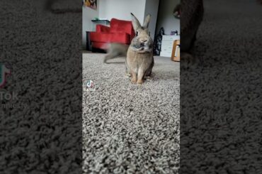Cute Rabbit funny Videos #shorts #8o