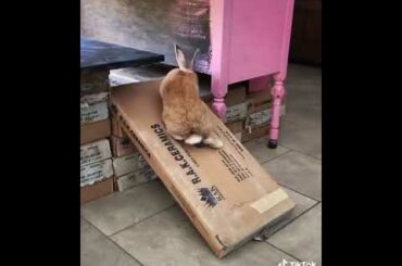 Cute Rabbit funny Videos #shorts #62