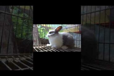 CUTE RABBIT #SHORTS