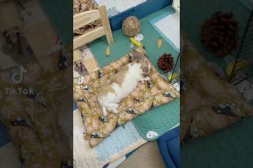 Cute Rabbit funny Videos #shorts #76