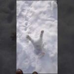 Cute Rabbit funny Videos #shorts #46