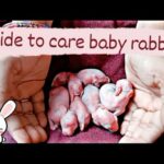 Guide to grow rabbit babies|in english |rabbit babies|