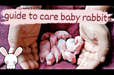 Guide to grow rabbit babies|in english |rabbit babies|