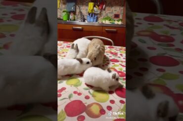 Cute Rabbit funny Videos #shorts #67