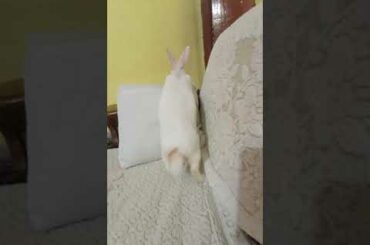 cute bunny || #shorts