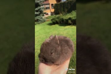 Cute Rabbit funny Videos #shorts #51