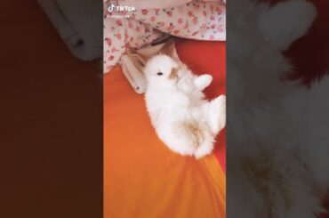 Cute Rabbit funny Videos #shorts #48