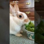 Cute Rabbit funny Videos #shorts #34