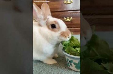 Cute Rabbit funny Videos #shorts #34