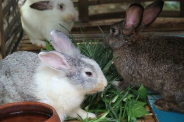 Cute Bunny Eating Vegetable Look So Cute