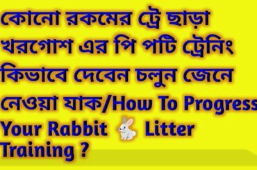 Pi Potty / Rabbit Litter Traning / Potty Training  #cute #rabbit #traning #pipotty