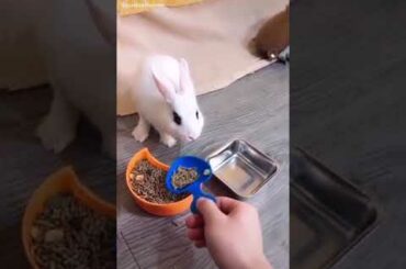 Cute Rabbit funny Videos #shorts #70