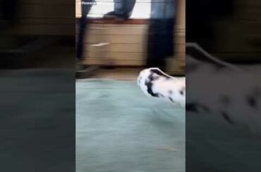 Cute Rabbit funny Videos #shorts #29