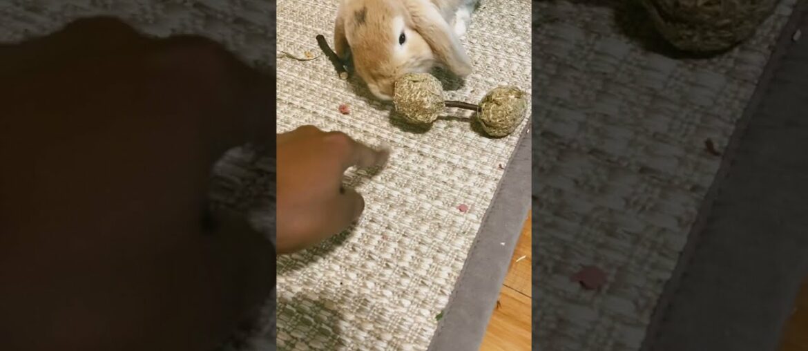 Cute bunny not interested in toy. #shorts #bunny #pet