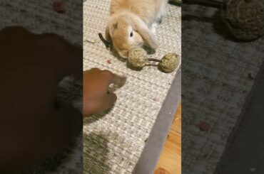 Cute bunny not interested in toy. #shorts #bunny #pet