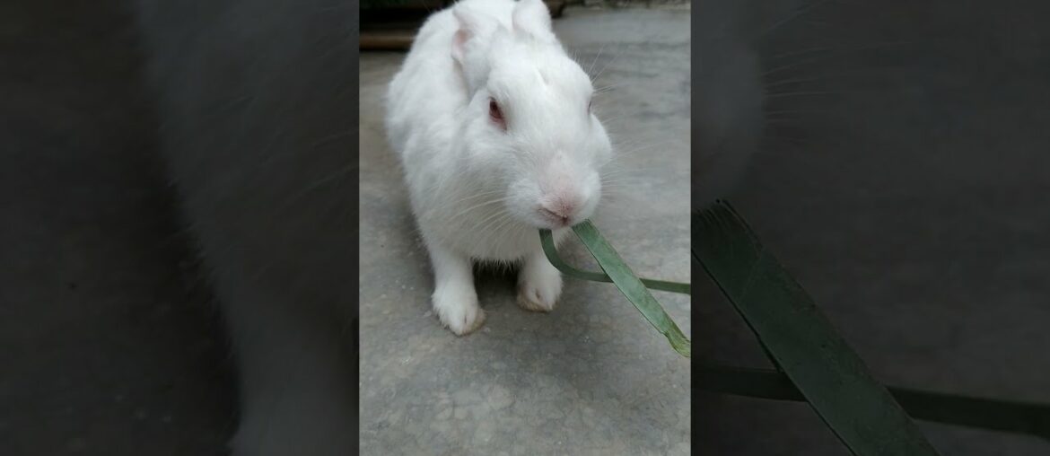 My cute rabbit was eating banana leaf happily...my cute rabbit... #FUNRABBIT#RABBIT#CUTE