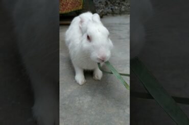 My cute rabbit was eating banana leaf happily...my cute rabbit... #FUNRABBIT#RABBIT#CUTE