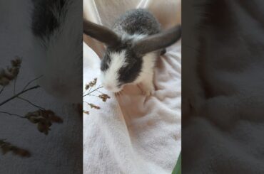 cute rabbit