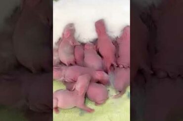 Cute baby rabbits milking ,cute bunny #Rabbit #Bunny #CuteAnimals #SatisfyingVideos