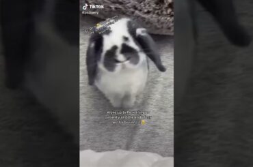 Cute Rabbit funny Videos #shorts #47