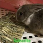 Rabbit Playing || Adorable Rabbit || Cute Rabbit || Cutest Rabbit #shorts