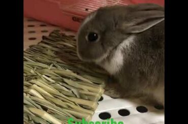 Rabbit Playing || Adorable Rabbit || Cute Rabbit || Cutest Rabbit #shorts