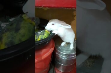 Cute rabbit #SHORTS