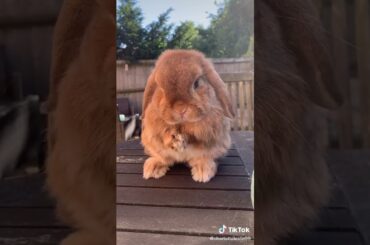 Cute Rabbit funny Videos #shorts #26