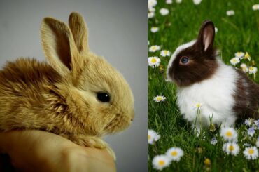 CUTE BUNNY | Funny and Cute Bunny | Rabbit Video Compilation 2021