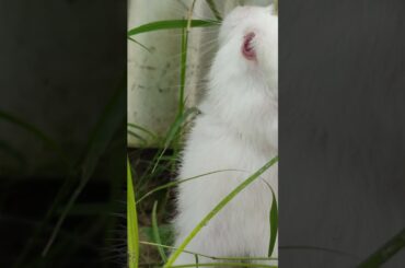 cute rabbit's baby #short