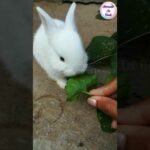 #bunnies #babyrabbits #pets #cute #shorts Baby rabbit eating leaves |  Moments In Reels