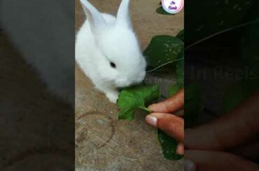 #bunnies #babyrabbits #pets #cute #shorts Baby rabbit eating leaves |  Moments In Reels