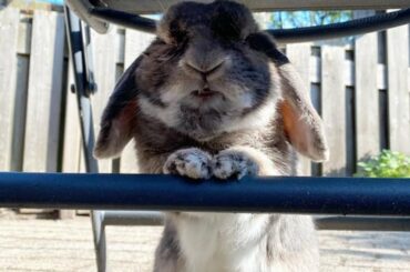 Cute Rabbit Doing Funny Things - Cute Rabbits Compilation 2021