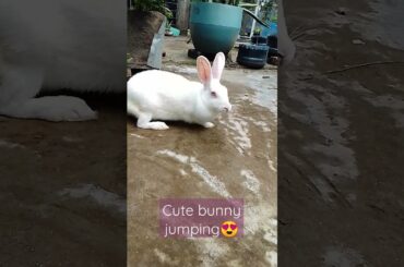 Cute bunny jumping!