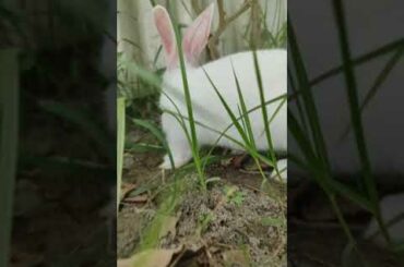 cute rabbit's baby running #shorts