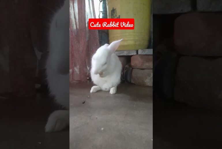 Cute Rabbit Video | #Shorts