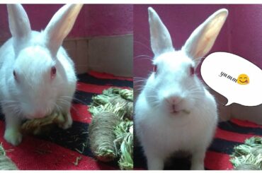 Rabbit got her new chew toys | Bunny chew toys | Cute Rabbit Hunny D Bunny | #rabbit #bunny