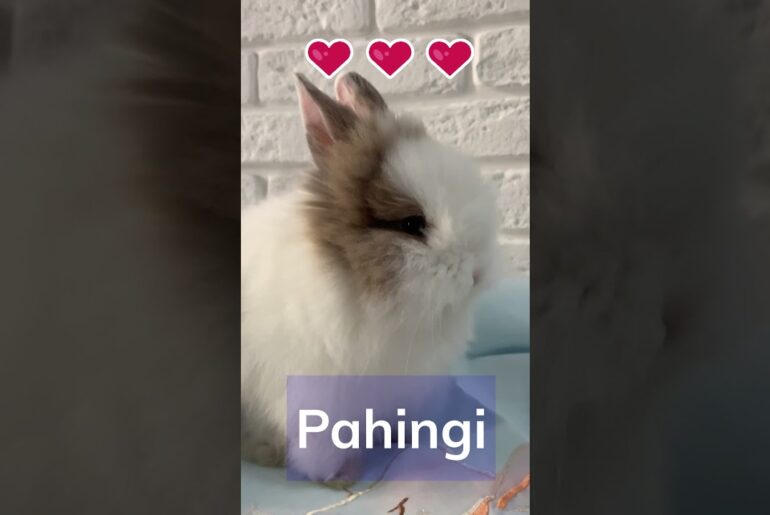 A Young Cute Rabbit Eating | Amazingly Mira | #short video