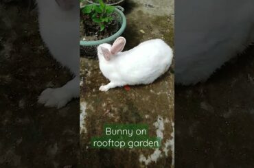 Cute rabbit on rooftop garden !