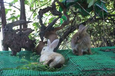 Lovely Rabbit Alex Eating Cucumber So Good - Cute Rabbit Eating ASMR - Rabbit Care Channel