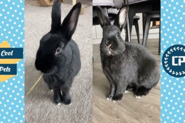 Cute Black Rabbits With Woman Funny Video |  Funny and Cute Bunny Pets #01