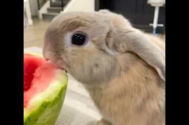 So Cute Rabbit 429 - Cute Creatures