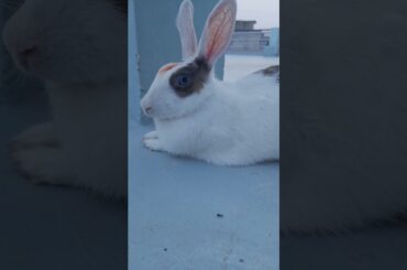 My Cute Rabbit | Pet Rabbit