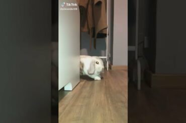 SUBSCRIBE AND GET CHANCE TO WIN $10000    Cute Rabbit funny Videos #shorts #55
